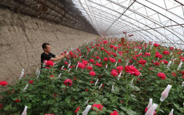 玫瑰花的种植,从种植到养护的全方位指南
