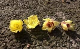 蜡梅种子,从催芽到养护，掌握成功种植技巧