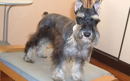 小型雪纳瑞犬,可爱活泼的家庭伴侣